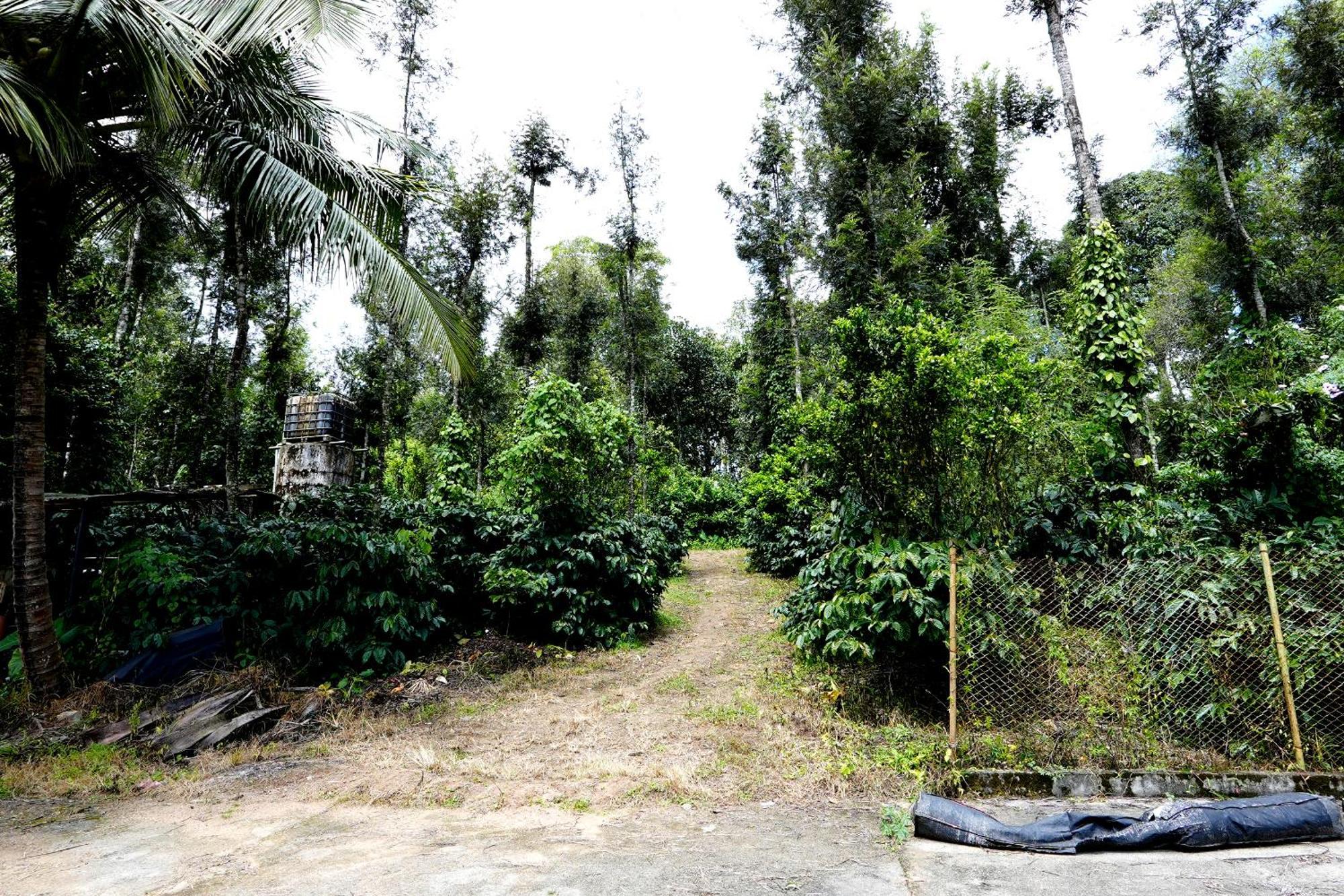 Leisure Homestay - Pool, Boating, Zipline, Home Food, Estate Chikmagalūr Exteriör bild